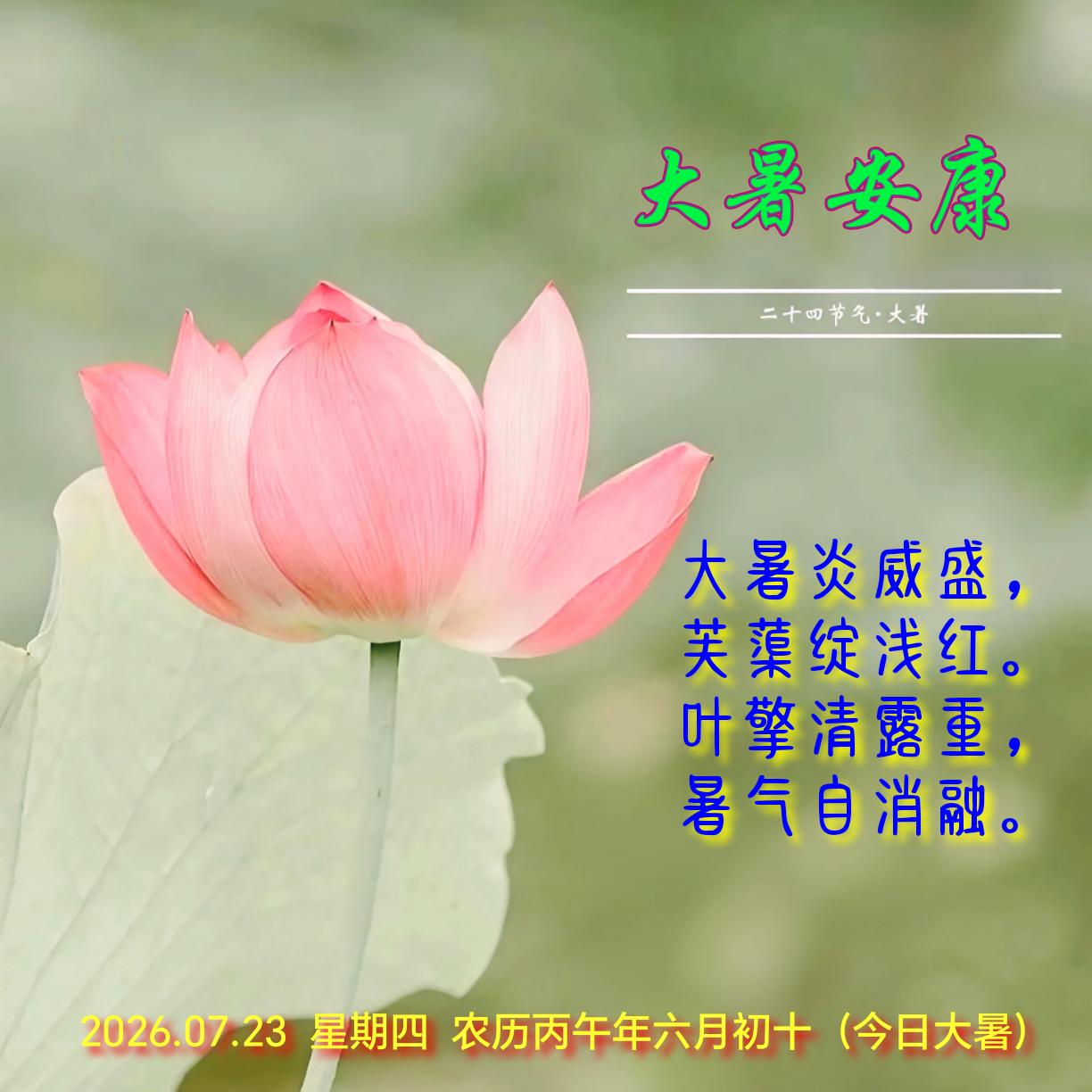 大暑祝福（诗配图）
大暑炎威盛，
芙蕖绽浅红。
叶擎清露重，
暑气自消融。
