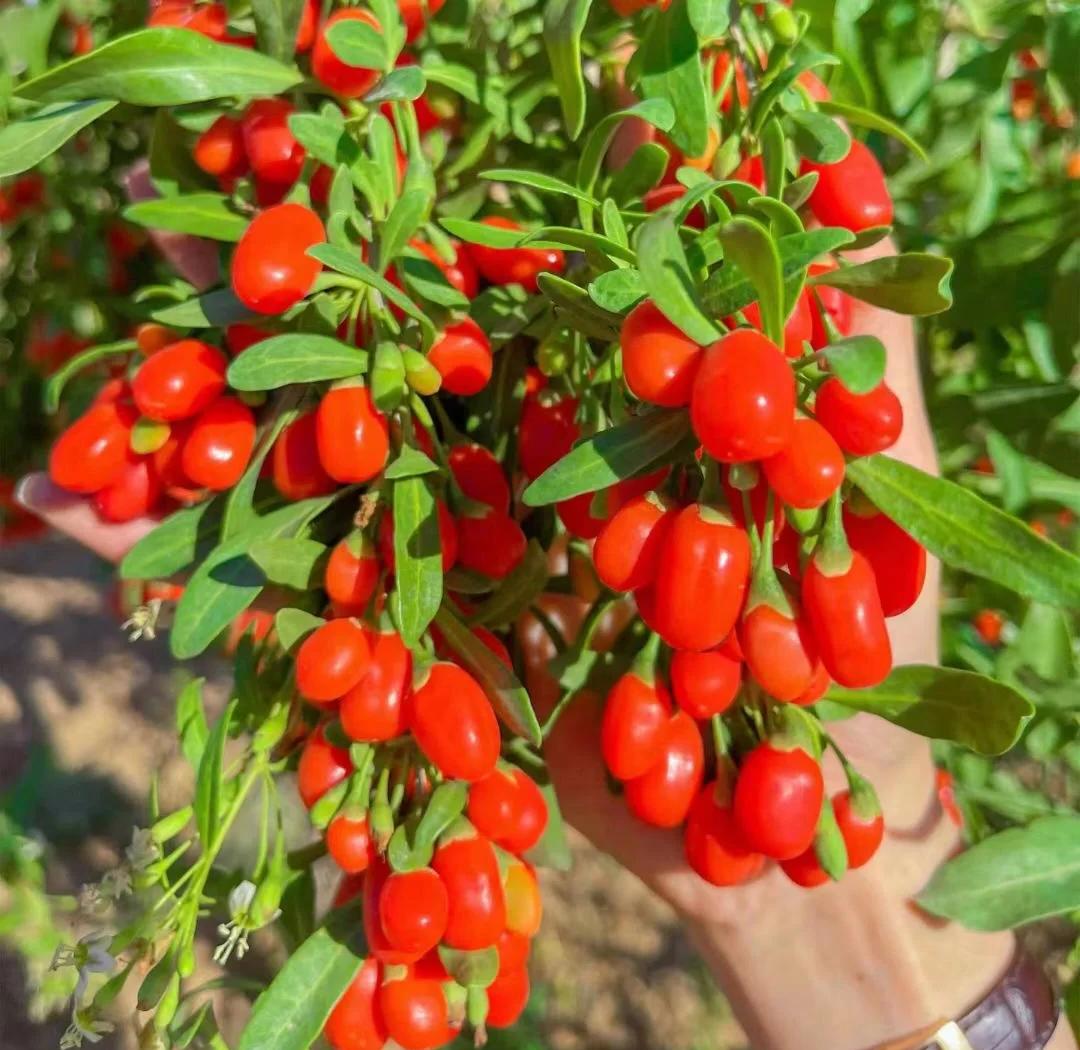 银川美食｜贺兰山脚下的红色浪漫🍒枸杞美味攻略！
来银川真的别只逛沙漠！一定要来