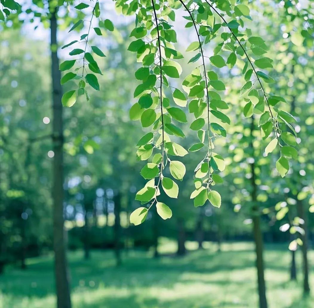 上联：细雨滋芳草，诚邀下联微风拂绿杨