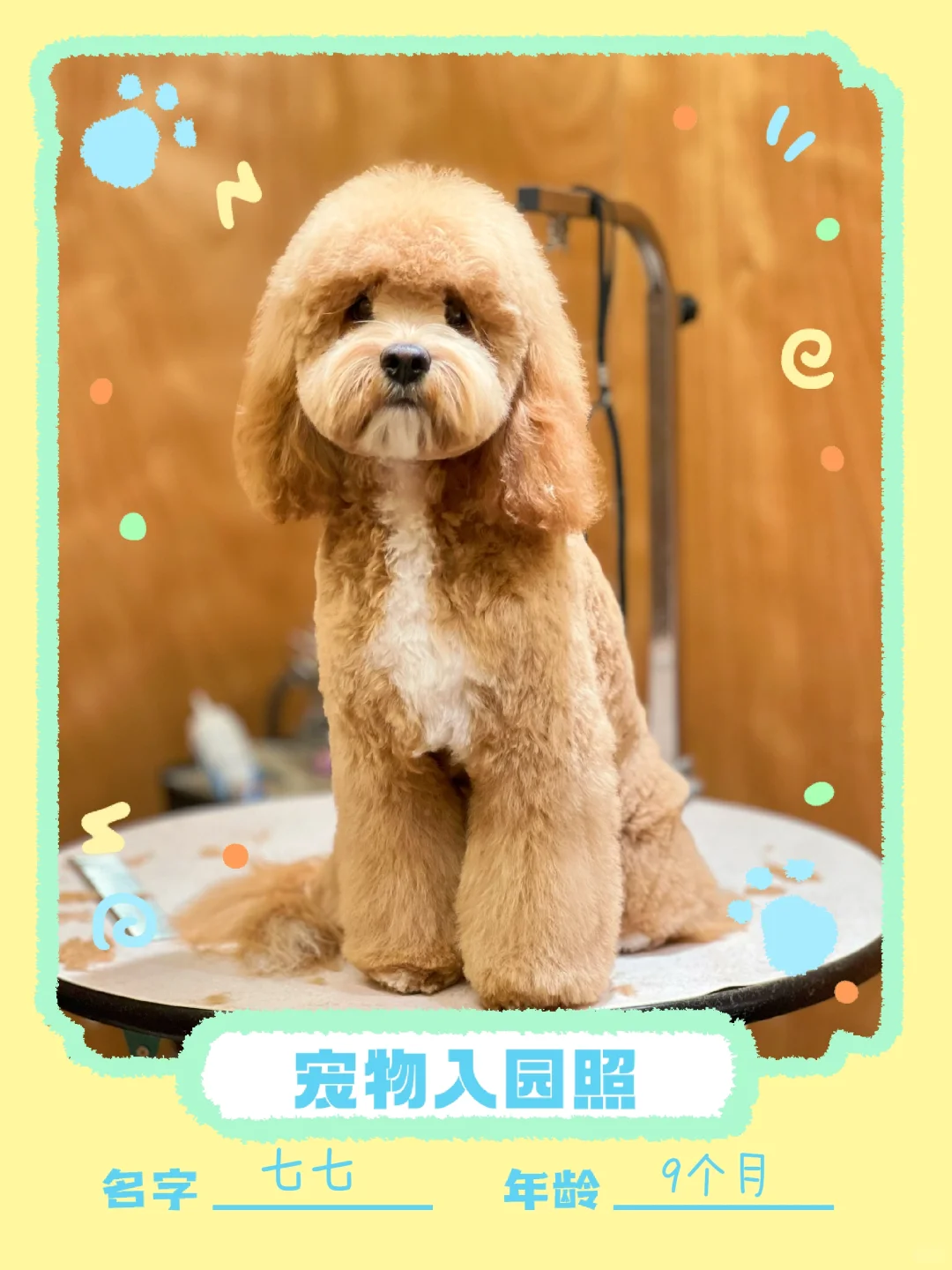 过节前翻新一只潦草小狗