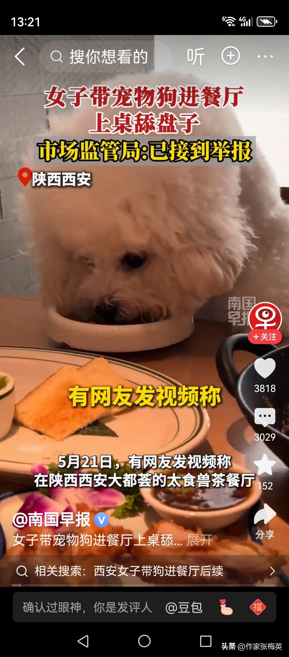 西安一家网红泰式茶餐厅里，一只小狗正趴在餐桌上，旁若无人地舔着盘子里的食物。这一