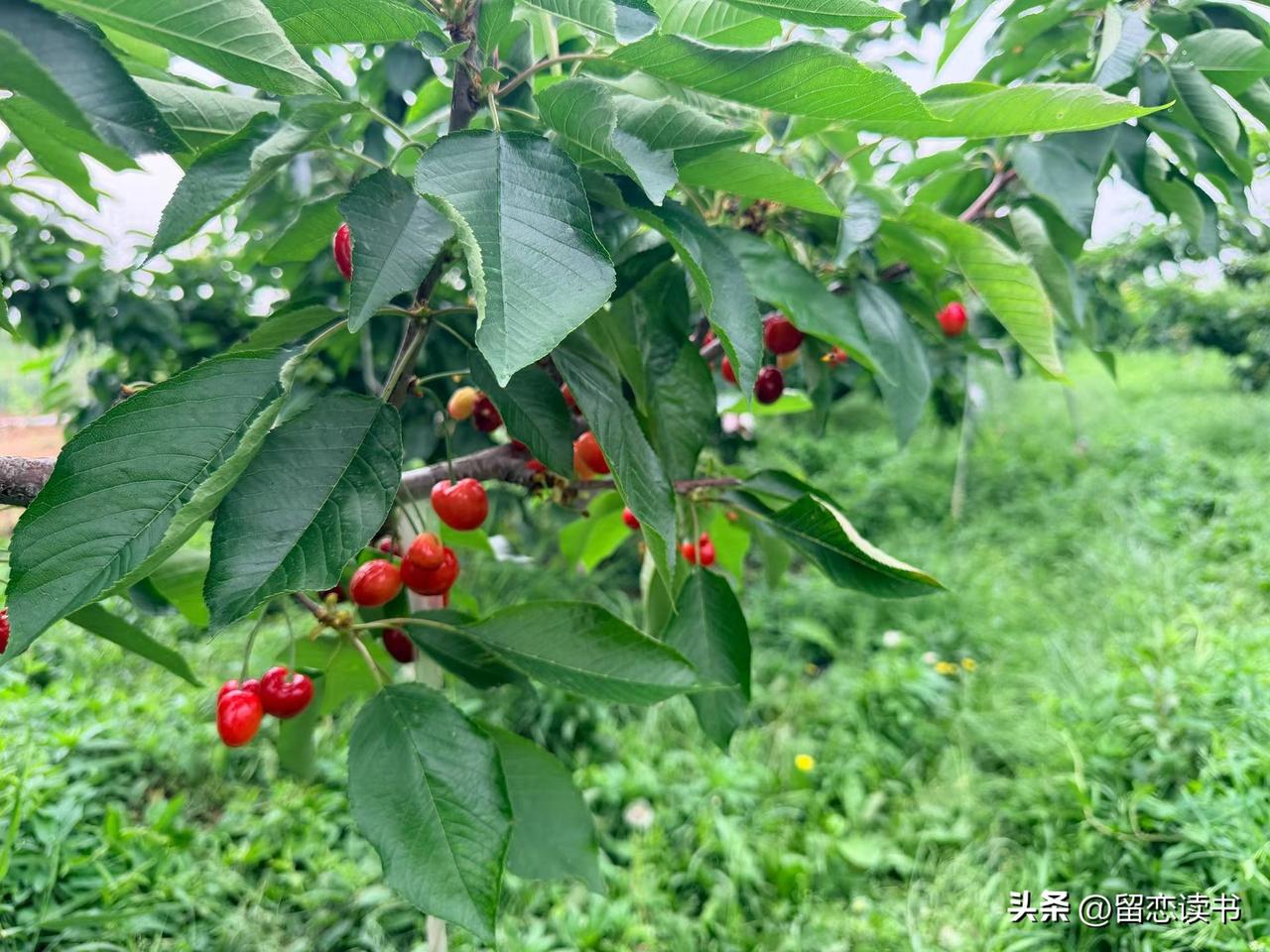 在儿子家受尽委屈的婆婆，赖在儿子家不走。
并不是婆婆贪恋吃住，而是心里还惦记儿子