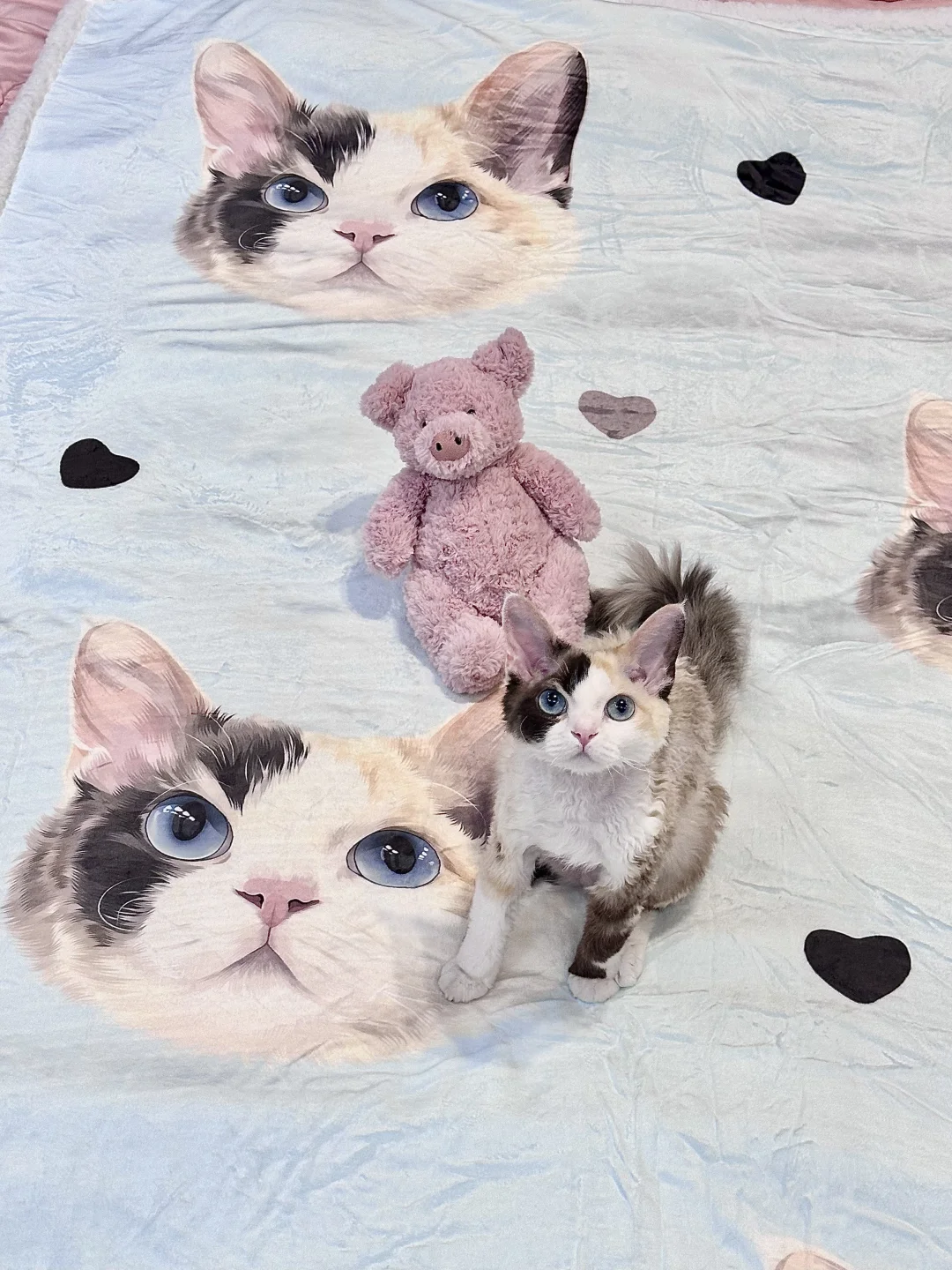 小猫不准上床🥺