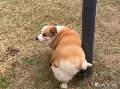 北京养犬条例草案放开尺度，引发全网反对声浪，因为北京是首都，是标杆。全国不养狗的