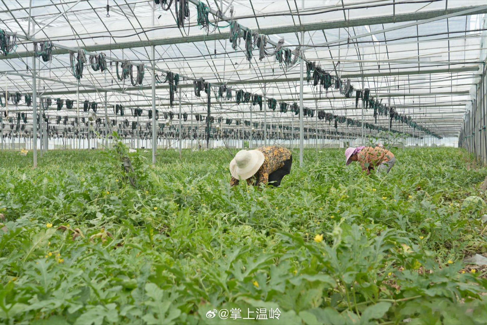 云端种地让台州温岭粮仓超有料从“面朝黄土”到“云端种地”，浙江温岭箬横镇的田间地