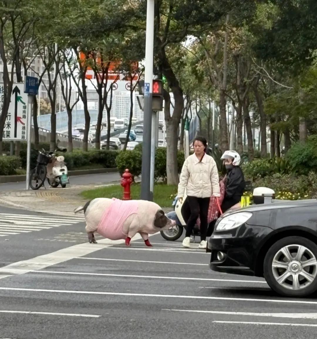 这也太超前了吧！人家都是遛狗，溜猪的还是第一次见！