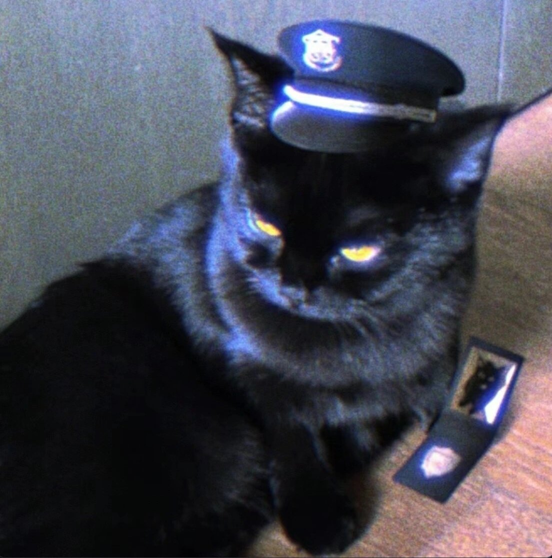 让我猫警长来看看怎么回事[酷]#猫 我可不想脏了我的白手套# ​​​