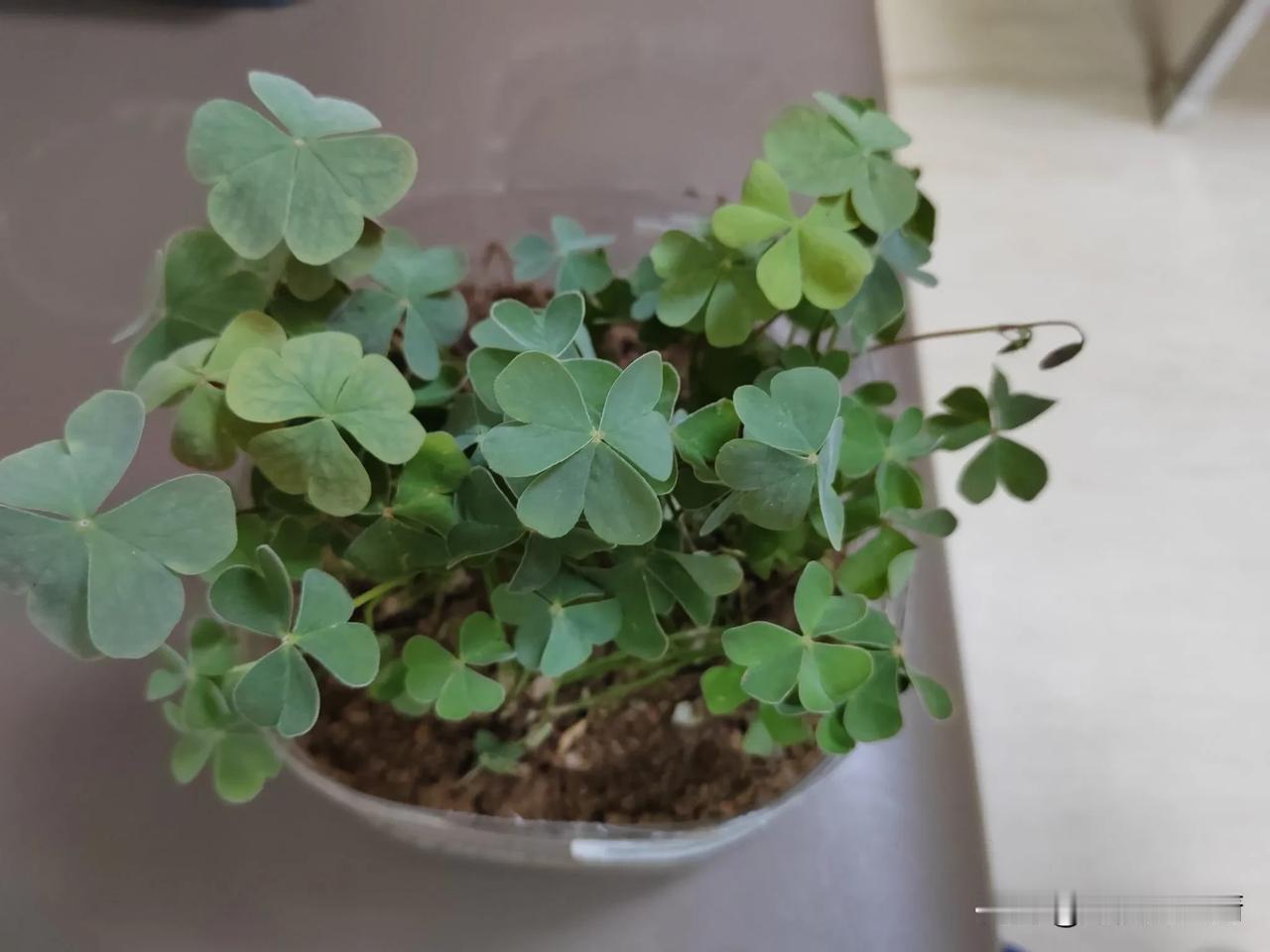 我刚上船的时候，问休假的大厨，房间里没养花吗？大厨说，可别提了，上次靠港澳洲，卫