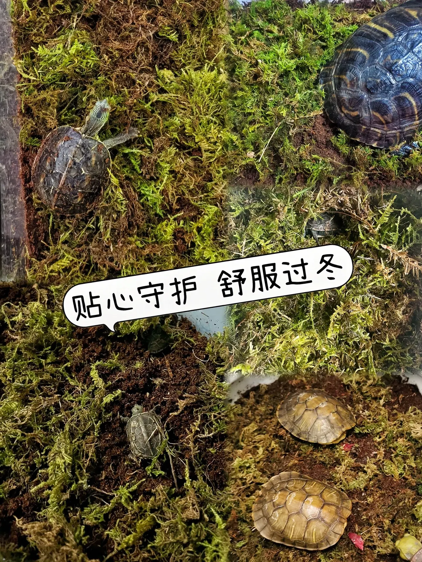 保湿性好：能维持适宜的湿度环境，防止乌龟在冬眠期间因水分过度流失而干死...