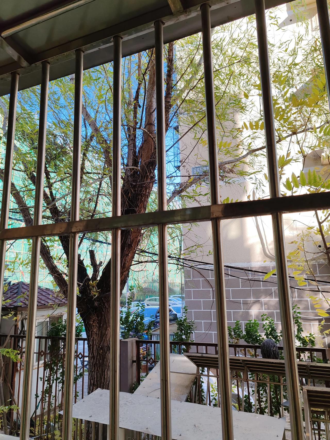 晒图笔记大赛初冬的北风吹叶飘落一一今日风大八级，树叶纷纷落。