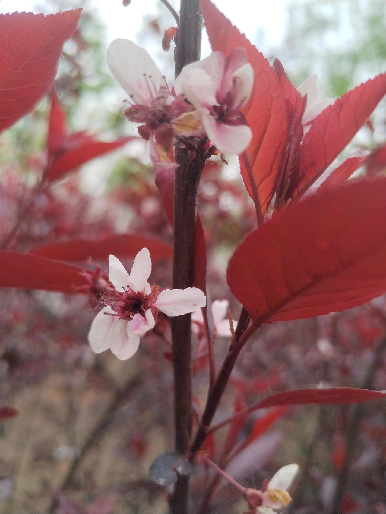 春日生活打卡季 粉嫩花朵绽放在红叶间，春意盎然，生机勃勃。