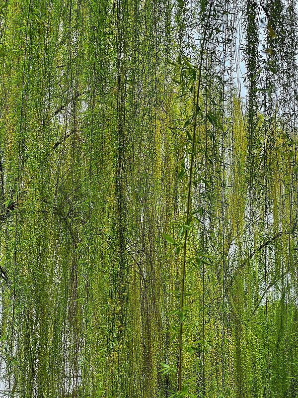 1. 今朝晓日润红花
​
2. 今朝细雨润繁花
​
3. 今宵明月醉青山
​
4