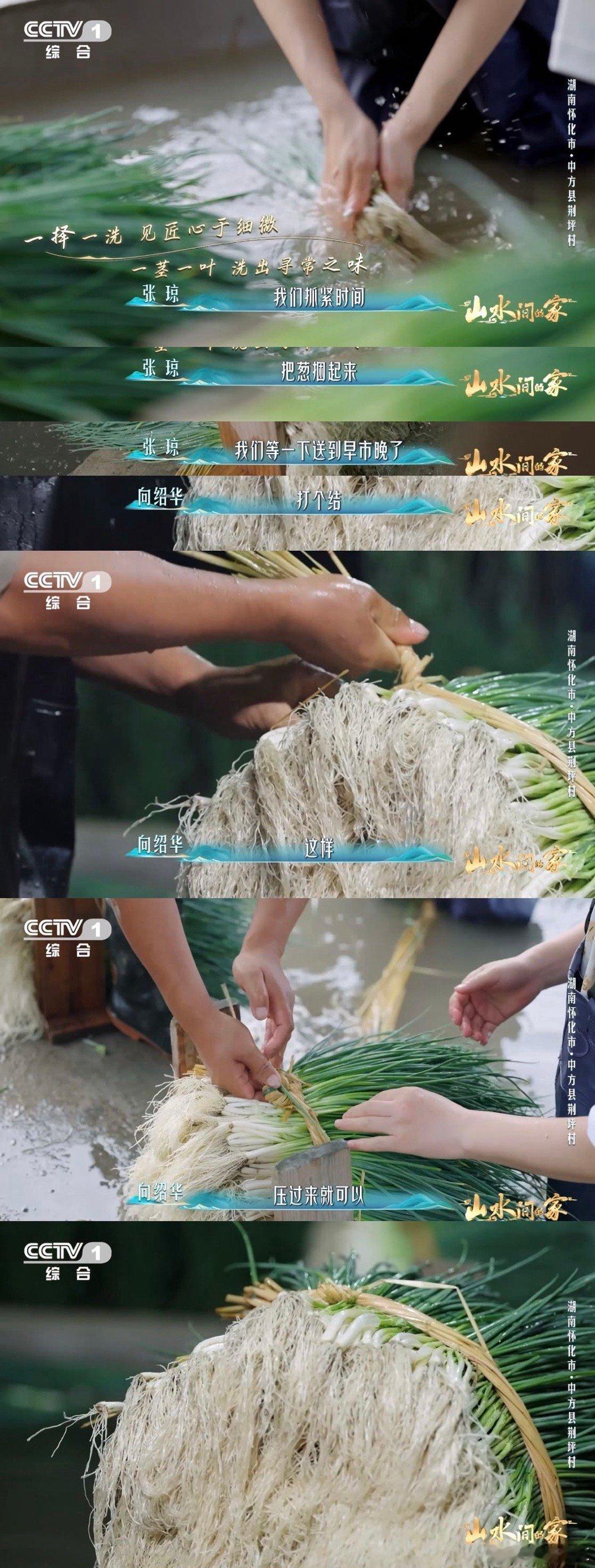 香葱早上也要梳头湖南村民给香葱做颜值管理第一次见给香葱“做美容”这么认真的！农户