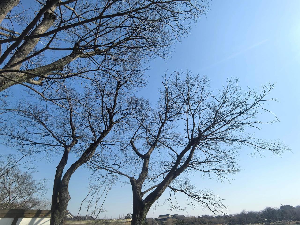 扬州瘦西湖的这种场景，总是让我想起“枯藤老树昏鸦，小桥流水人家”的诗句来。