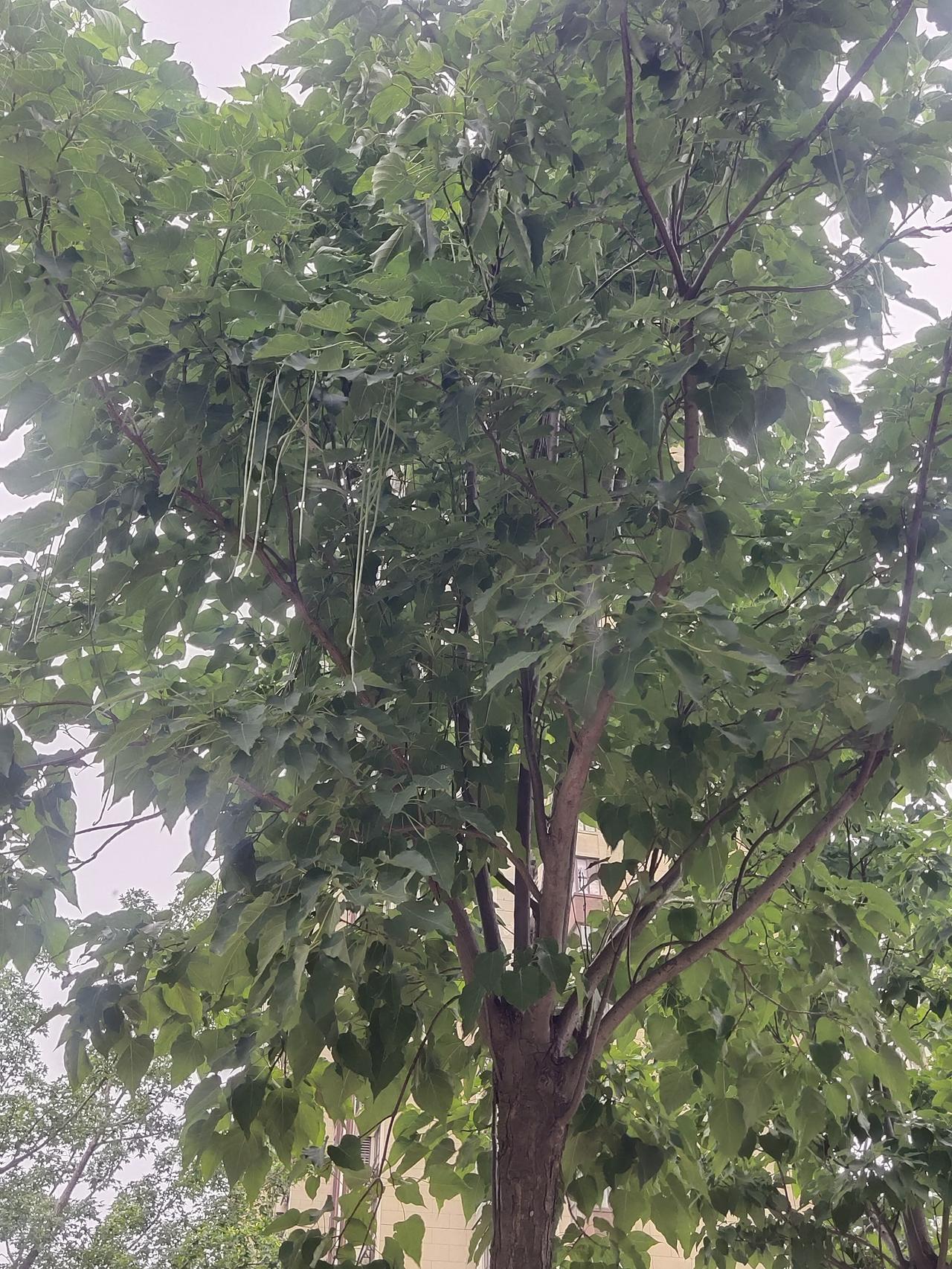 今天在我们小区公园瞧见一棵颇为特别的树，树上挂着一根根长长的果实，模样好似长豆角