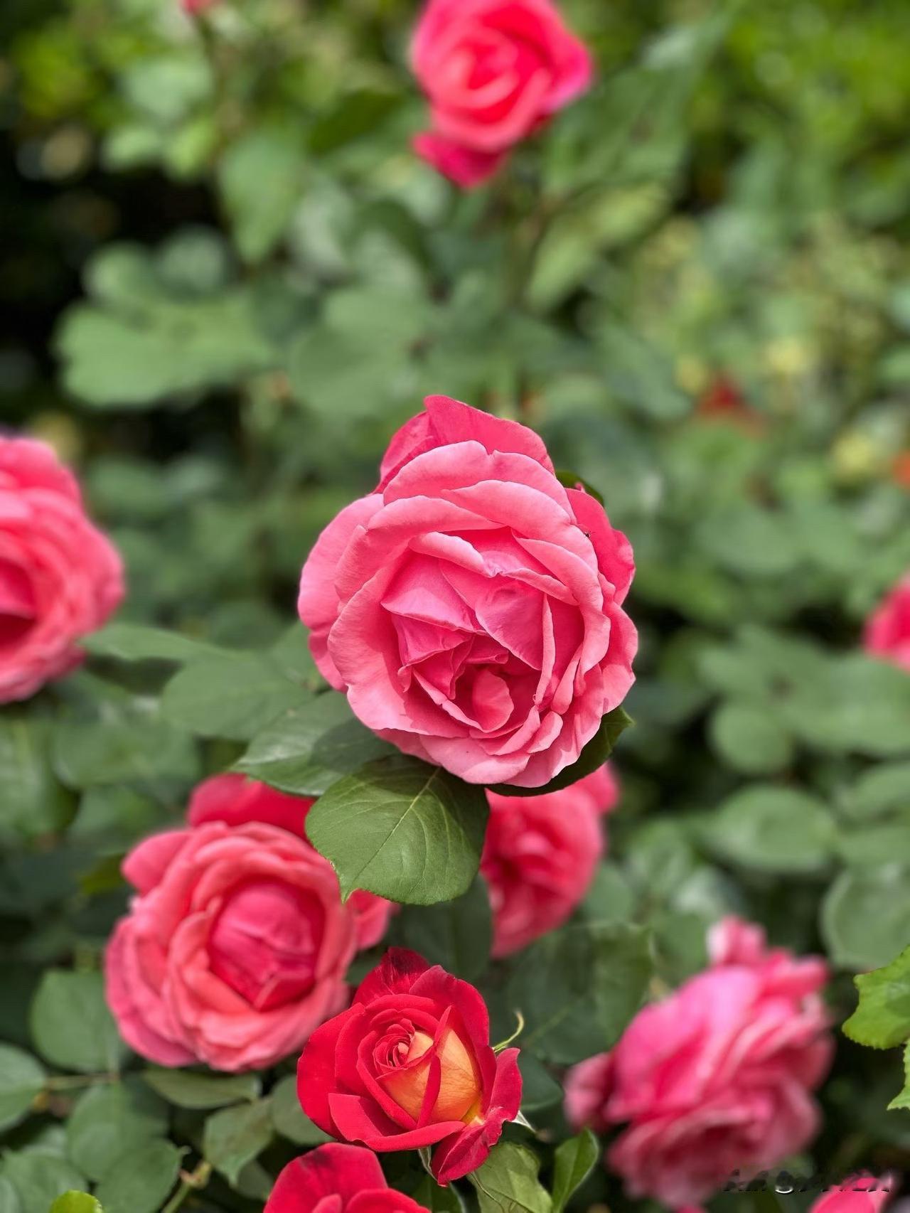 【小对联】
上：同喜同喜；
下：……？