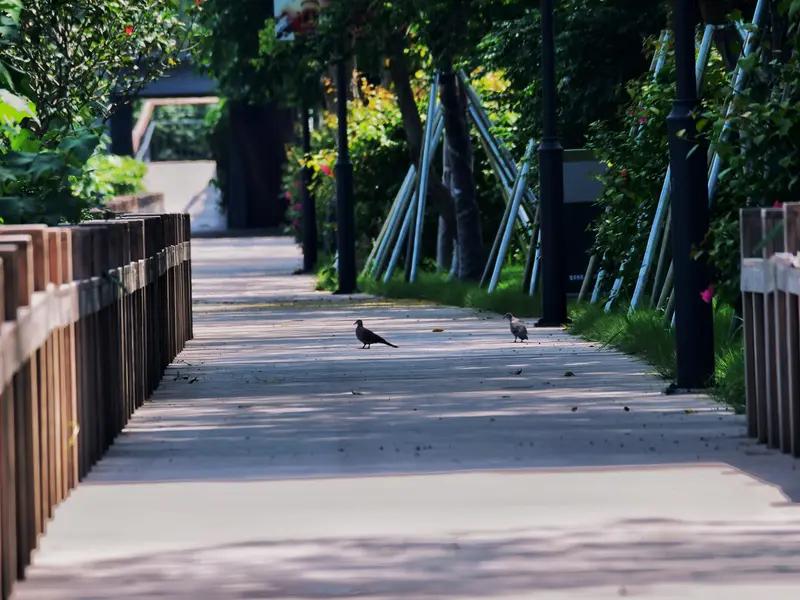 这首《七绝•追忆》意境营造堪称一绝。“曲径林幽鸟语空”，瞬间将人引入静谧的林间小