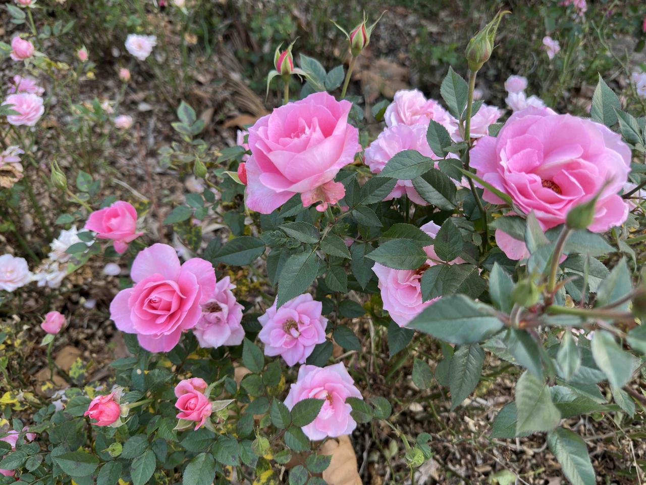 您退休之前递交过退休申请吗？

闺蜜急匆匆地问我：“你那年退休之前递交过退休申请