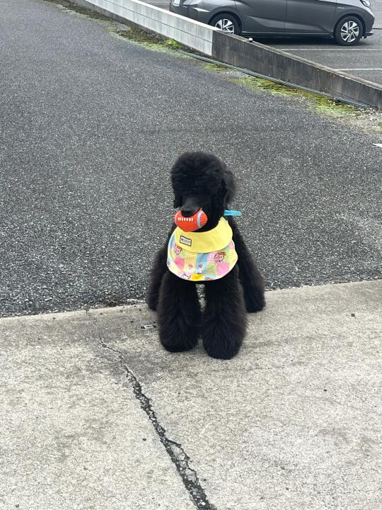 幼稚园短腿小朋友偷跑出来了