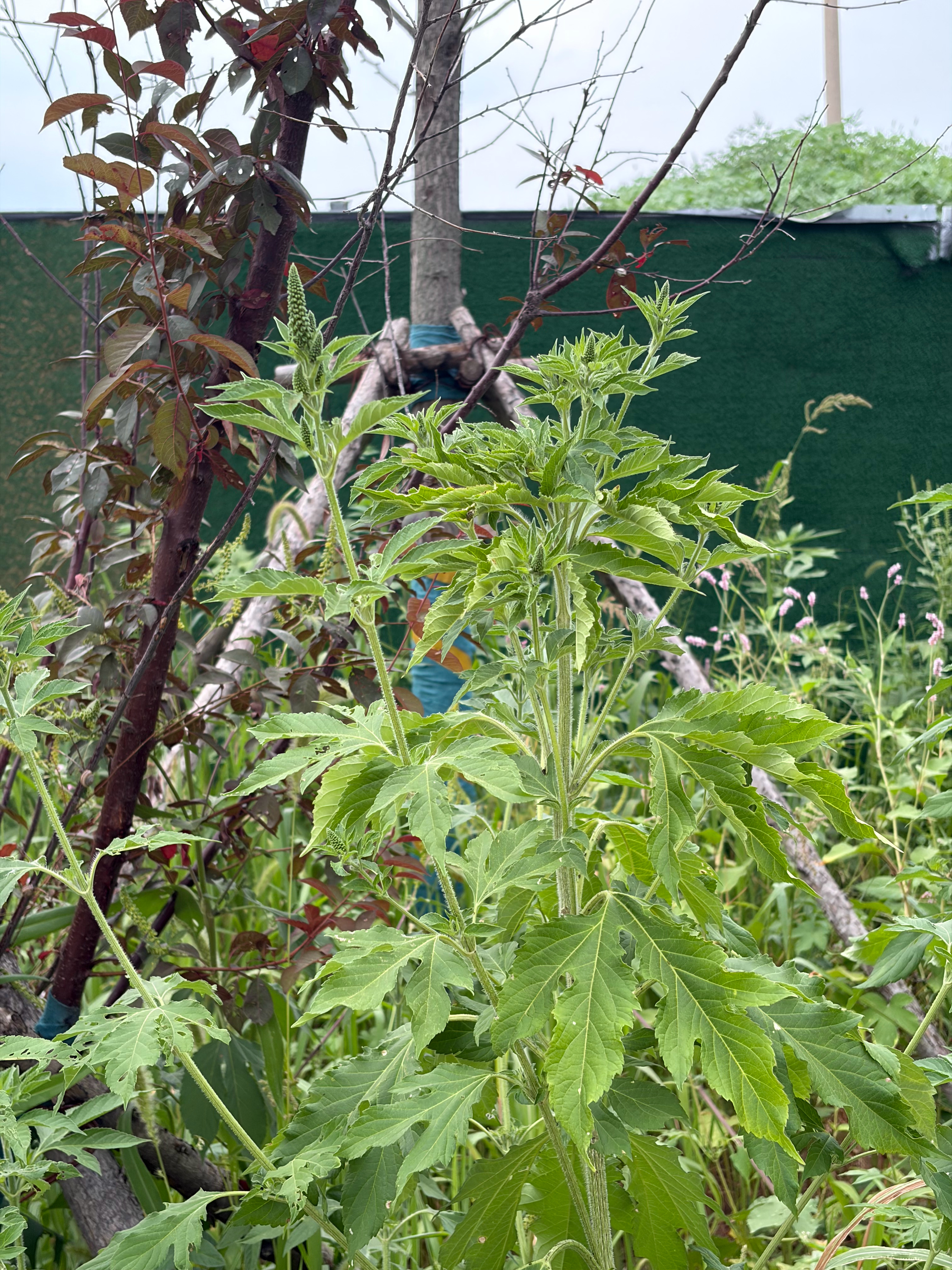 每年这季节都会过敏性鼻炎，今天带孩子去公园在旁边的野地里遇到好多这种植物，问了A