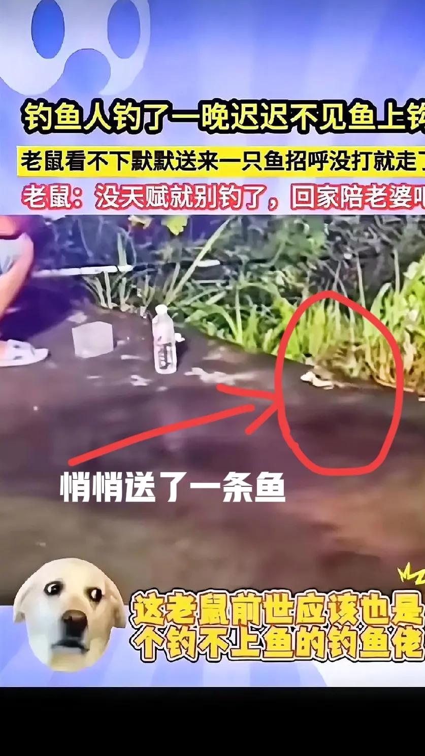 一男子夜里在江边垂钓，钓了一整晚却一无所获，没想到竟有一只老鼠悄悄给他送来了一条