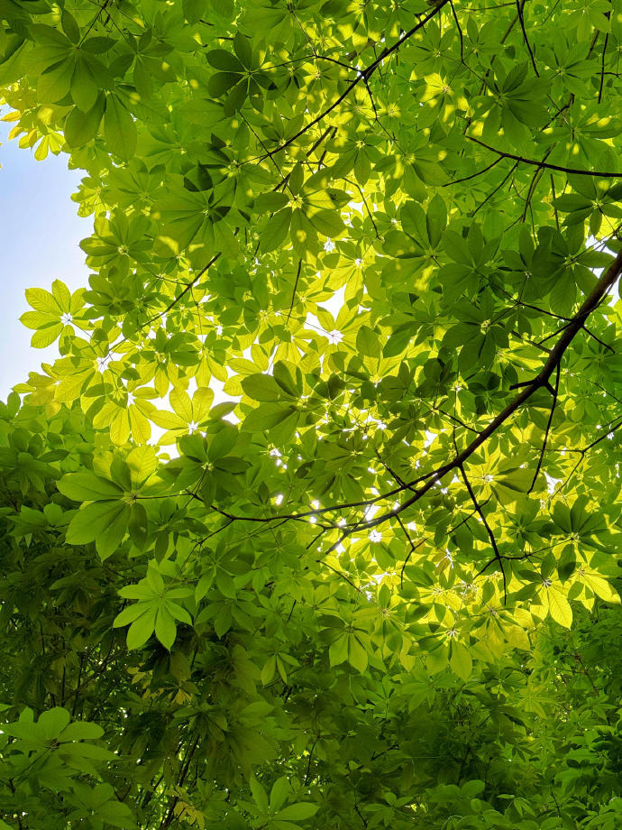 夏天的风 