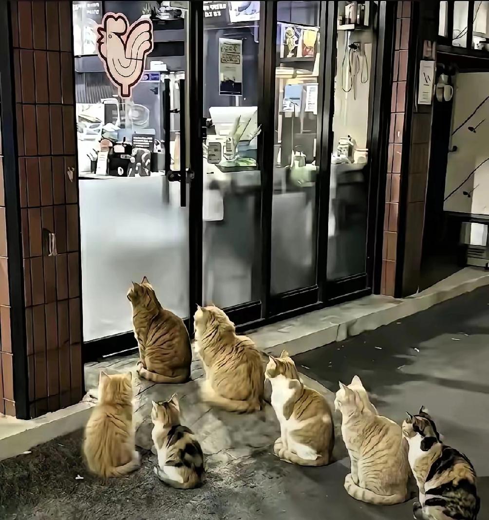 杭州一烤肉店老板凭喂流浪猫火了，街坊说猫群五点不到就蹲满台阶跟上班打卡似的。老板