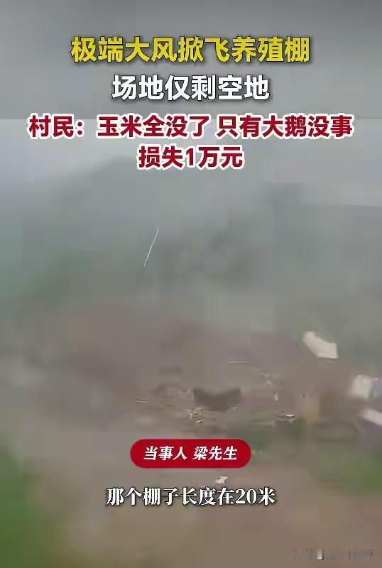 近日山东烟台莱阳的极端大风太可怕了！农户梁先生家惨不忍睹，他那长20米、宽6米，