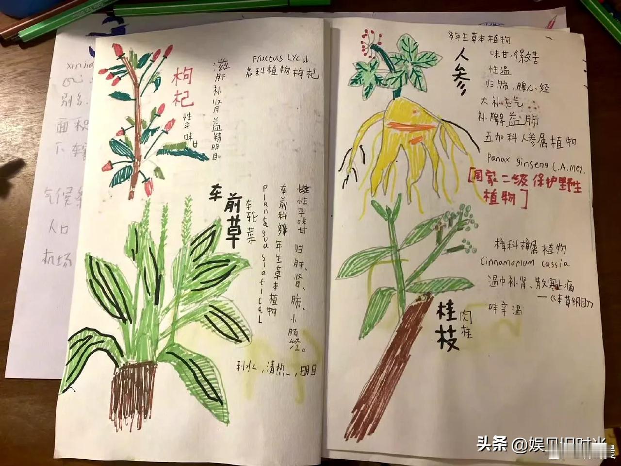 姚晨发文表示后半生的养生就靠儿子了。

并晒了一些儿子的中草药漫画手稿，你还别说