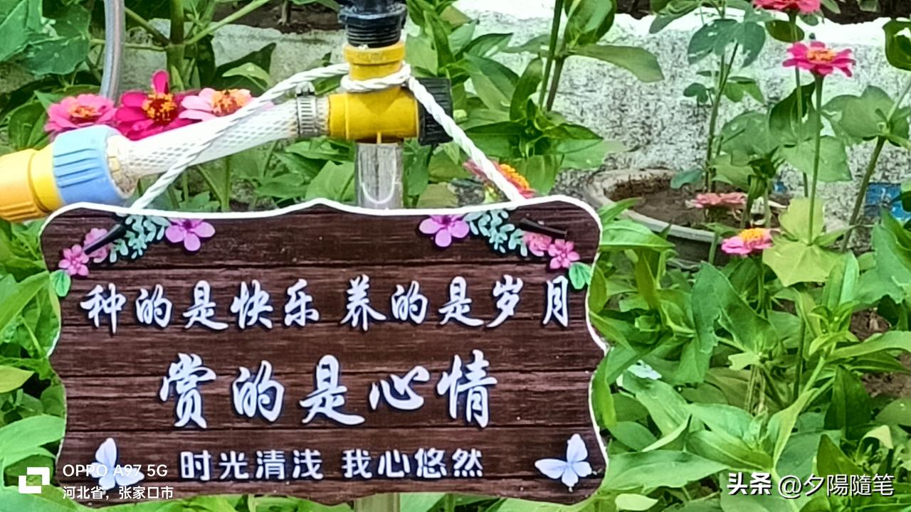 小院藏清欢，种花愈流年
 
居民楼下一方小小院落，是我亲手耕耘出的人间清欢。春夏