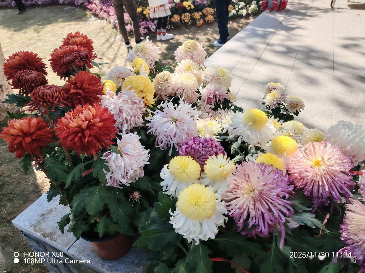 《陶渊明纪念馆》赏菊花