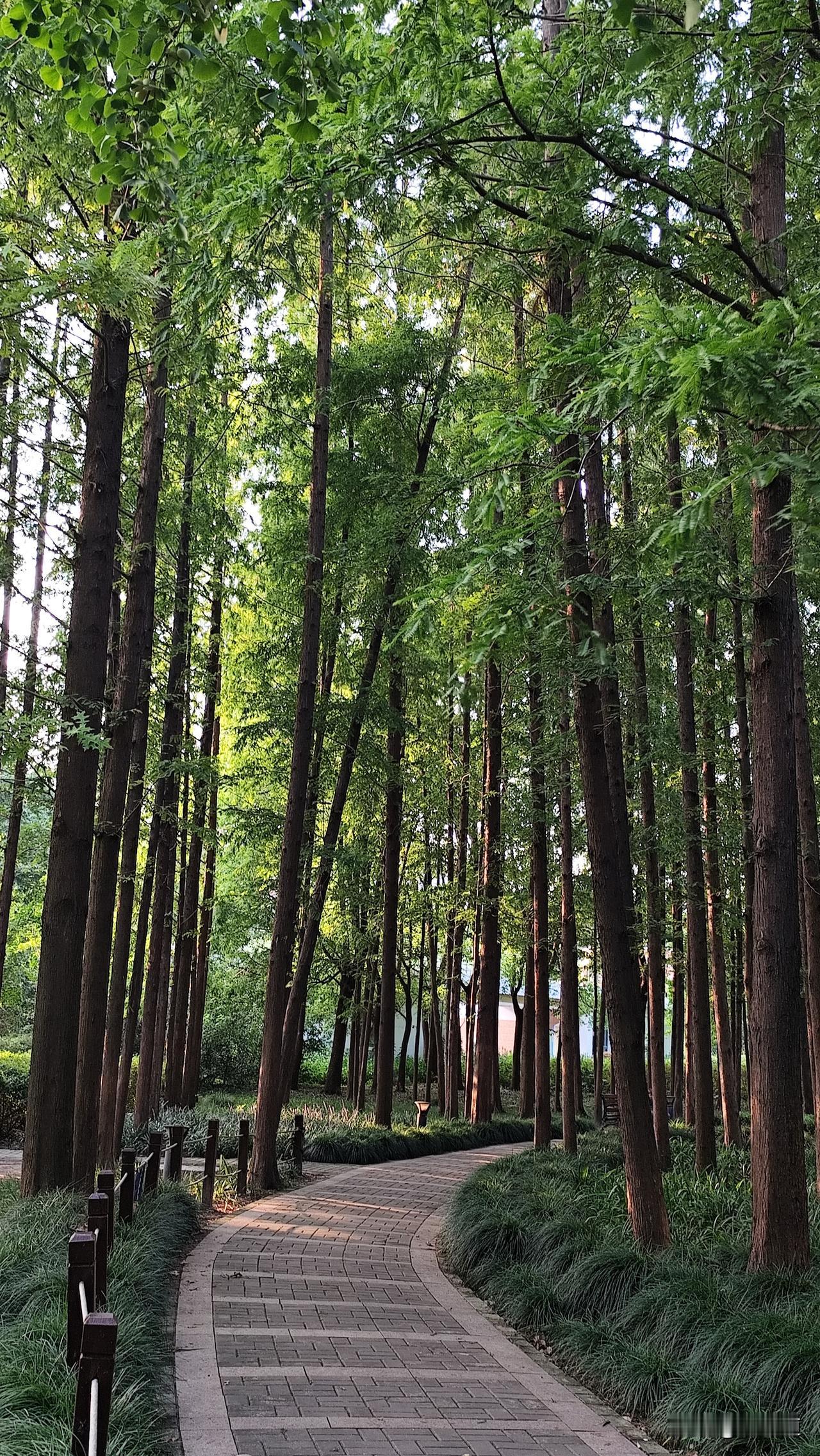 能分享你家乡的美景照吗小树成林纳炎凉