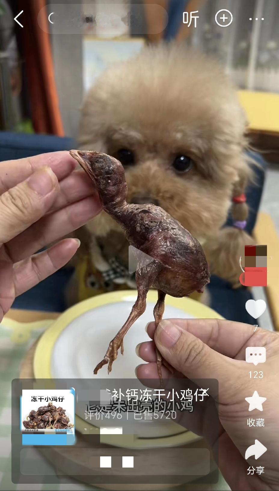 我非常反对用小鸡喂狗，小鸡何罪之有，却被做成狗粮？看看这只小鸡干尸，它遇害的时候