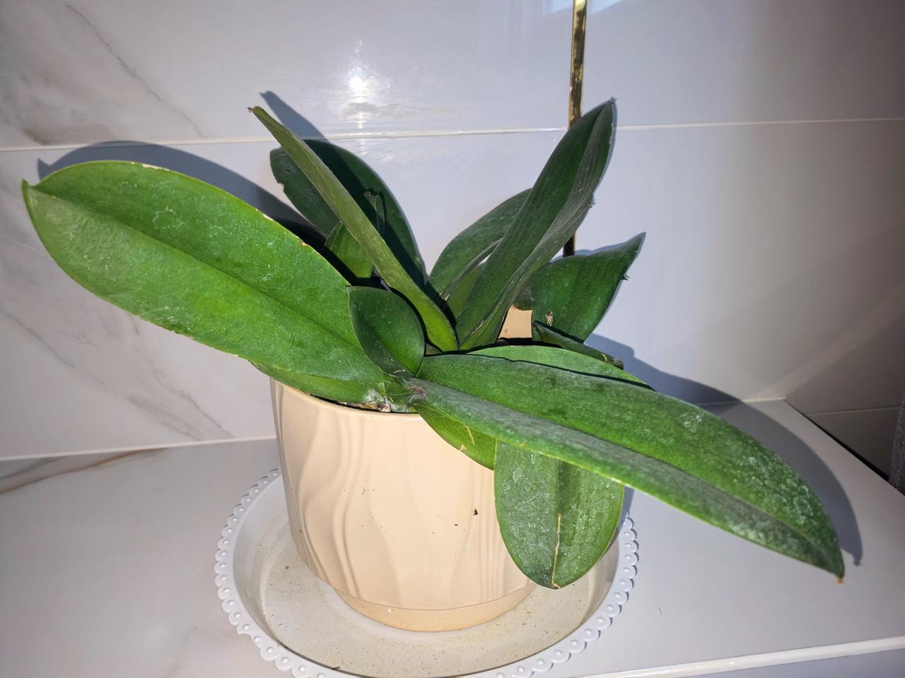 你家的蝴蝶兰还在开花吗?我家买的蝴蝶兰，冬天的时候是有花的，后来花败了以后，我也