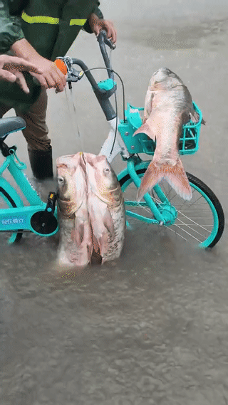 台风“白海豚”带来的大暴雨，不一定都是坏事？
没准还会带来一点小惊喜？
就比如说