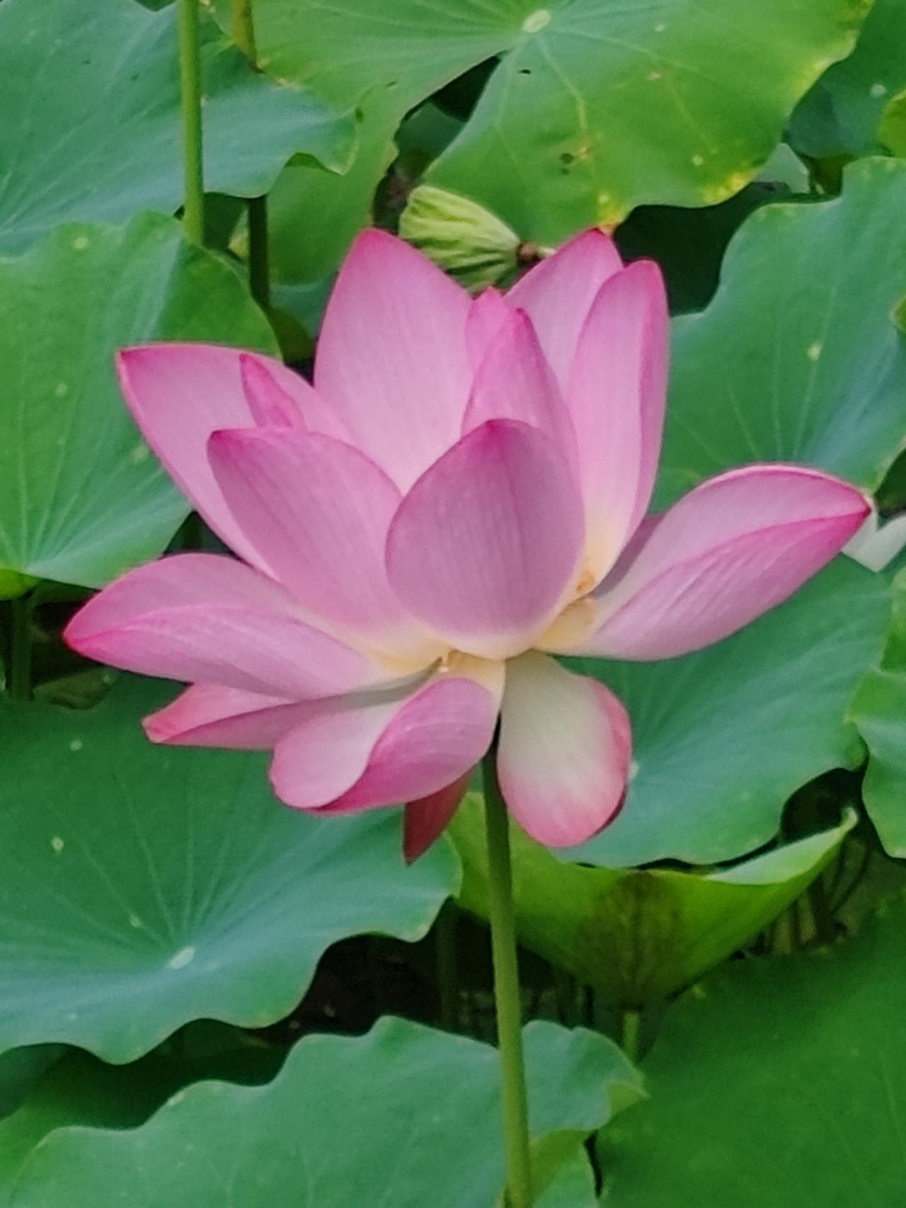 你这小子做事不地道，幸亏老人心里明白，不然真就被你算计了。你爸妈的钱就是他们自己