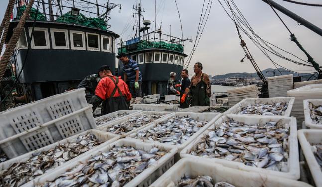 中国最大的渔场变为“死海”？曾经海产丰富的舟山渔场，现在却百里难见一条鱼，曾经生