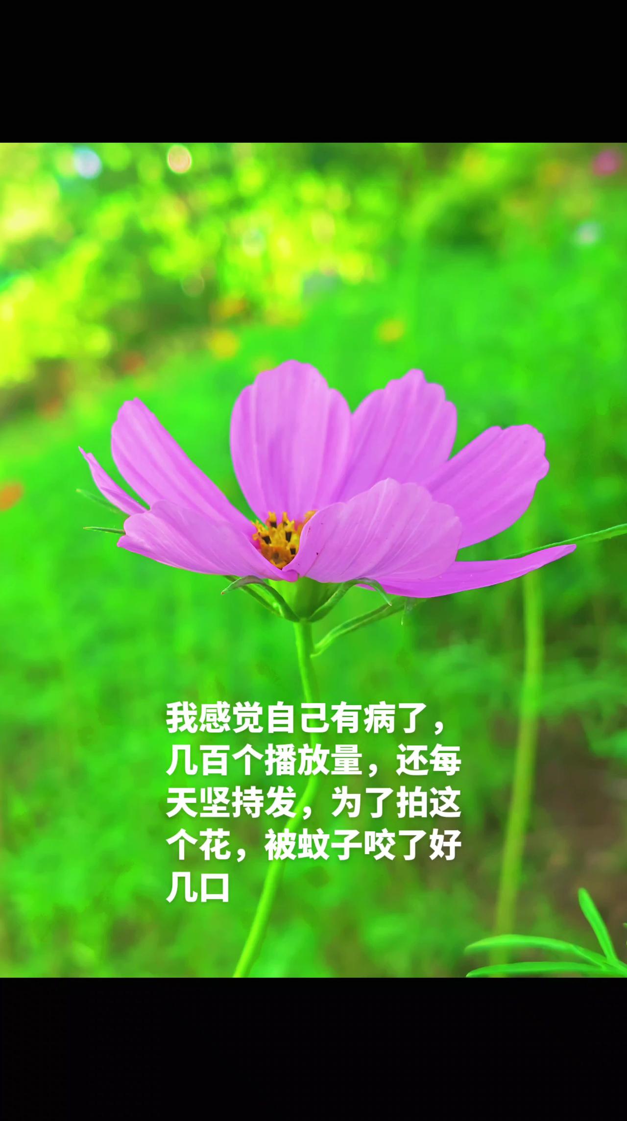 为了拍个视频，被蚊子叮了好几下，拍视频不易，过路的友友留下你的脚印在走