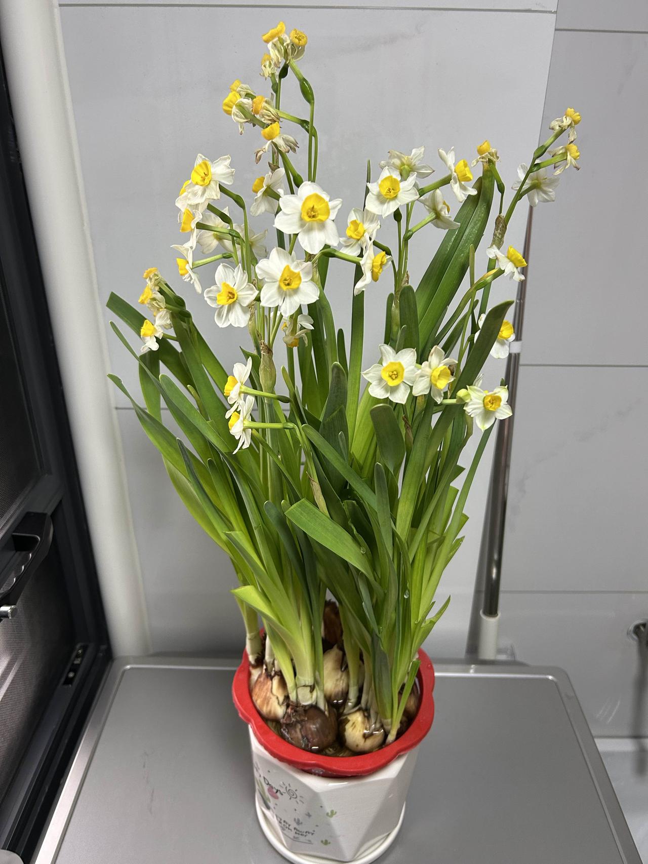 年前买了一盆水仙花，它枝繁叶茂、郁郁葱葱，嫩绿的叶片中，含苞待放的花蕊茁壮地探出