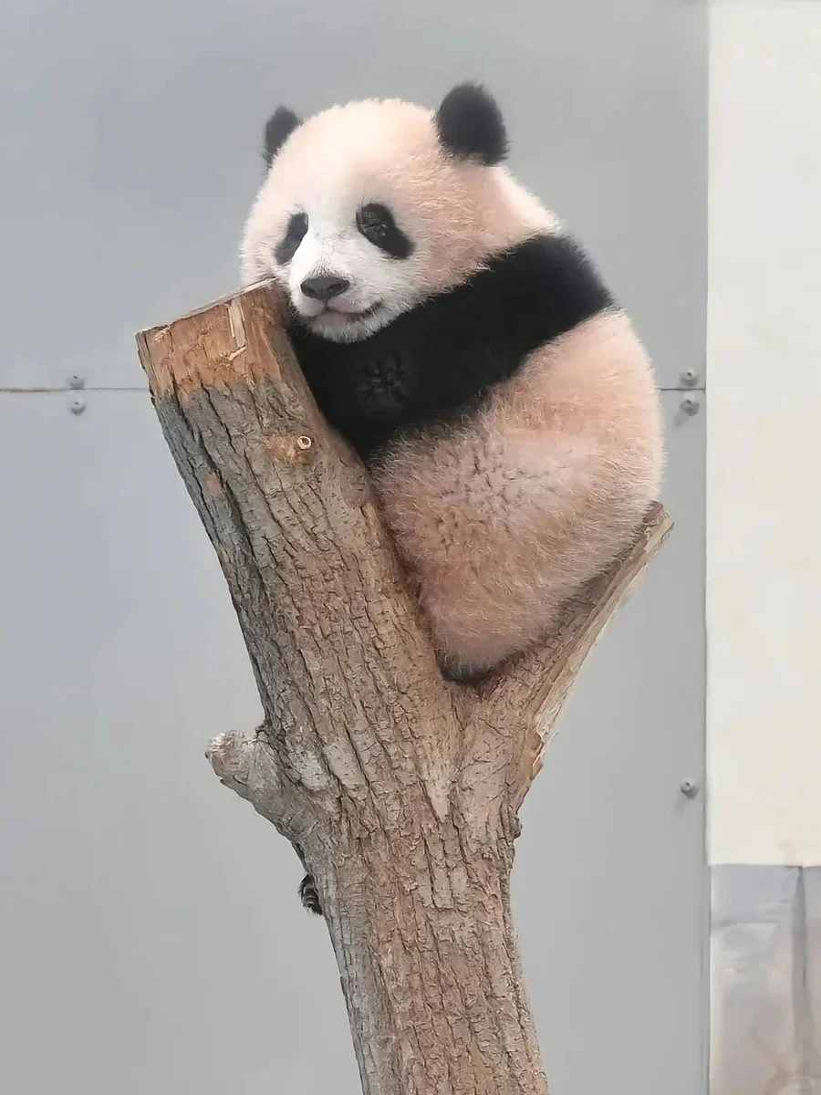 香香，这是吃可爱多长大的吧