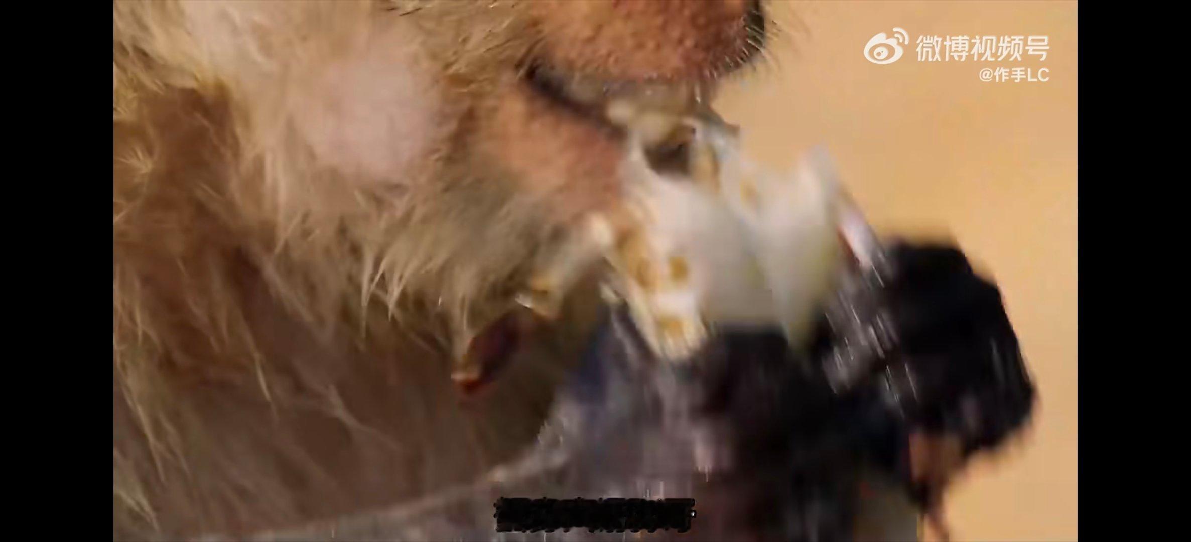 吃海鲜吃到痛风的猴子哈哈，第一次见到有这种喜欢吃海鲜的食蟹猴。 