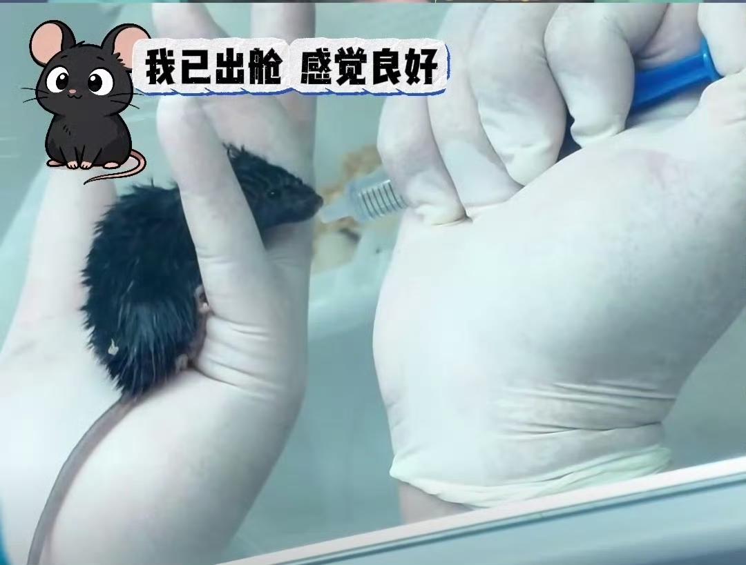 神舟二十号航天员乘组返回，回到地面后的太空鼠鼠🐭 ​​​

不愧是上过太空的老