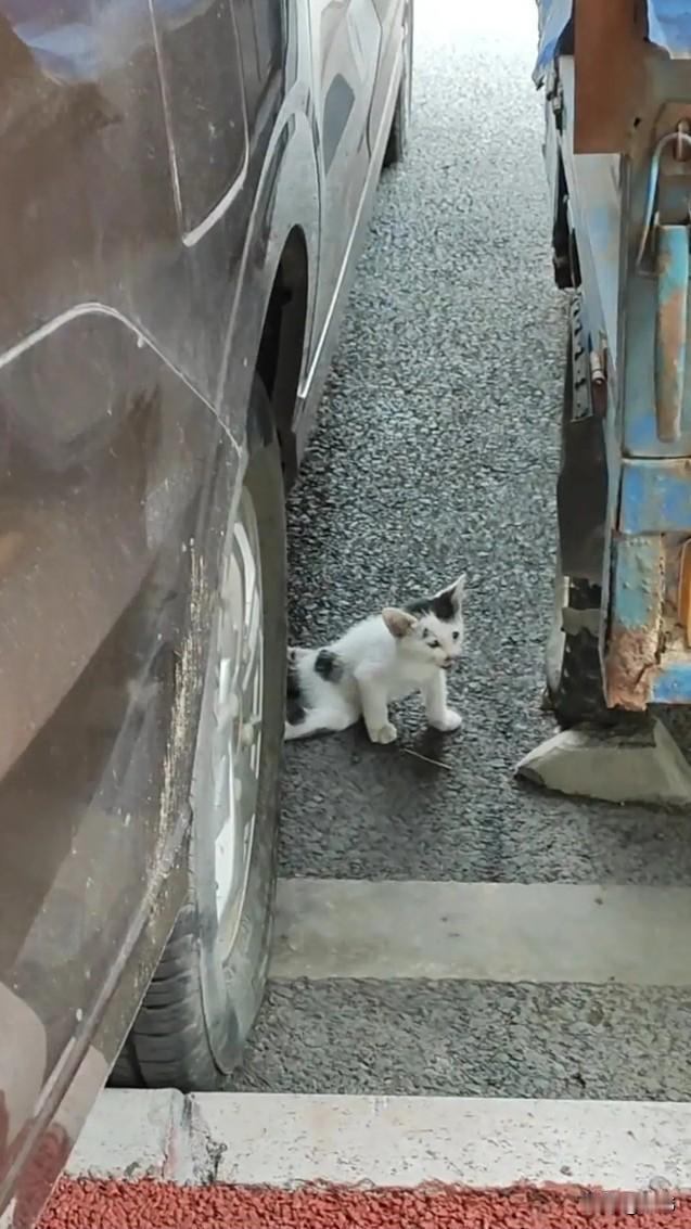 泪目了！这天一位小姐姐去散步，走到一个停车场的时候，看到无比凄惨的一幕，一只流浪
