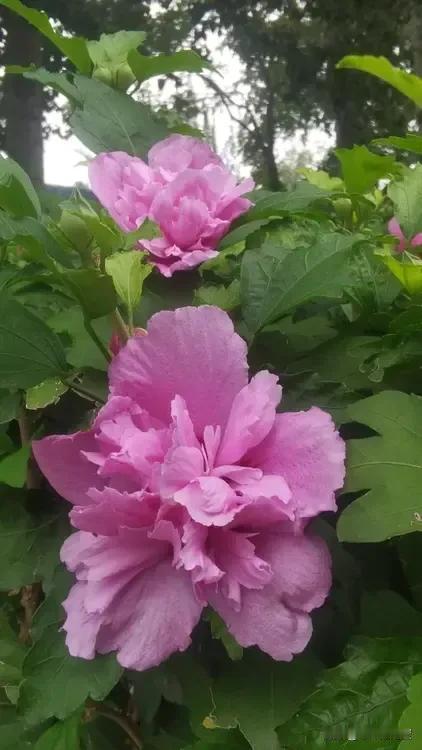 热闹一夏绽秋霞
风无寒意仍娇花
木槿月季常入境
珍珠散香气质佳
2024年9月1