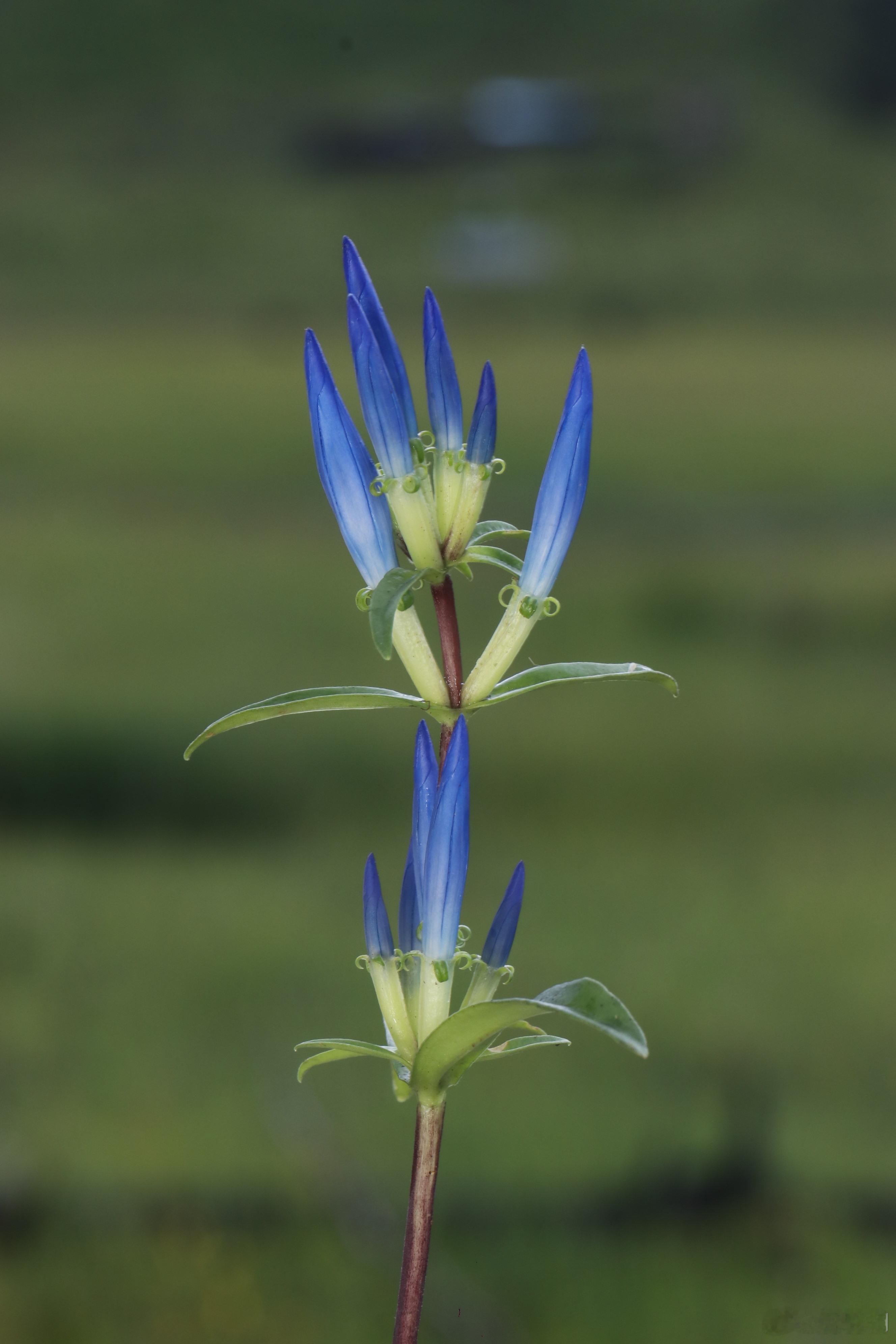 翦氏物语 Gentiana atuntsiensis 阿墩子龙胆讲真，它花苞的时