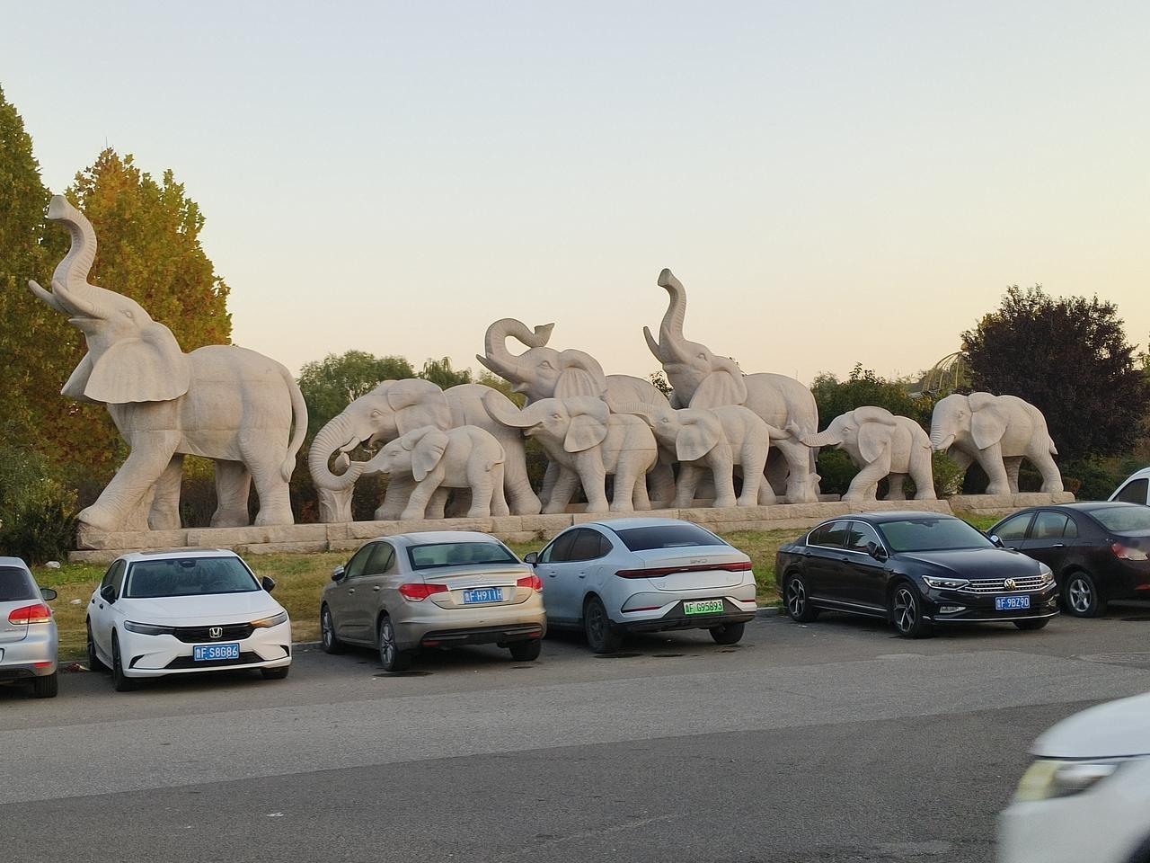 友友们，早上好？送大家一群吉象，愿大家天天好运，日日吉象！