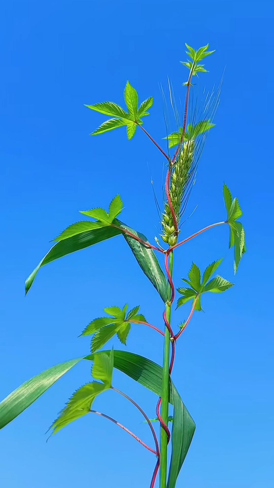 你有多久没有好好看过青青的草、蓝蓝的天了？