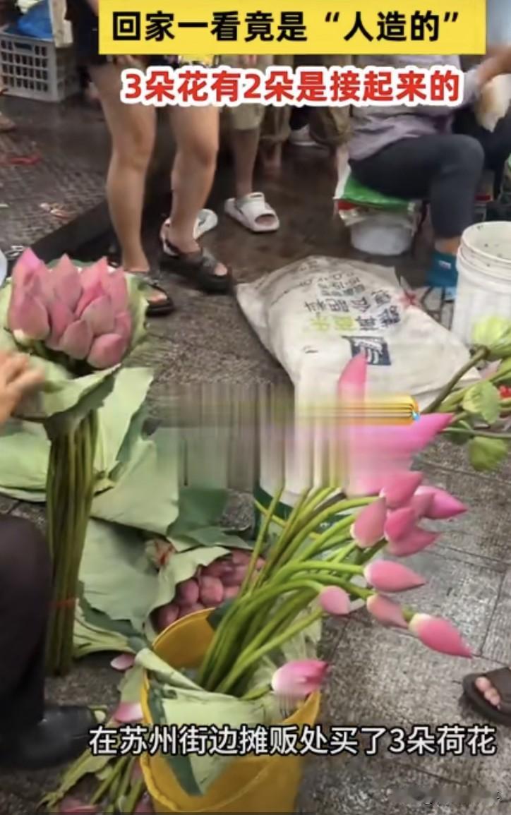 江苏苏州，女子在街边发现有摊贩卖荷花，觉得很好看，就买了3朵准备拿回家养，没成想