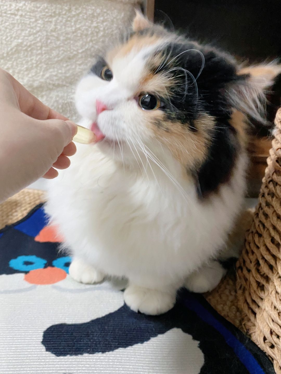 第一届猫猫长腿大赛现在开始