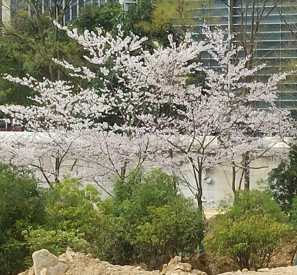 改编之《难*花*找》 
作者:不适
我从山里来 带着大背包
走在城市中 希望幸福